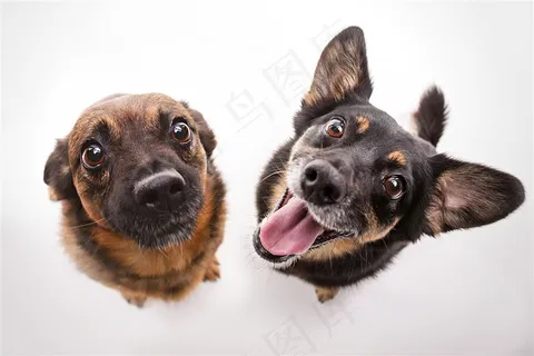 高清俯视角度可爱狗狗摄影