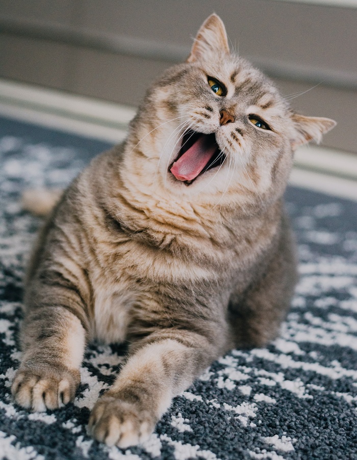 可爱猫咪猫猫摄影素材