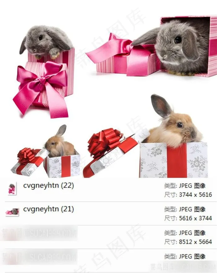 小兔子礼物摄影素材