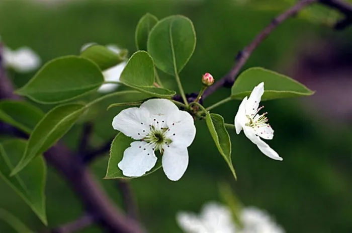 绿叶衬托的白色梨花