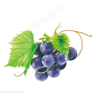 新鲜带叶子黑加仑葡萄图片