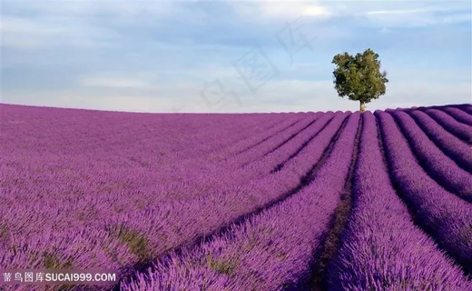 高清唯美一棵树与薰衣草花海图片 高清唯美一棵树与薰衣草花海图片