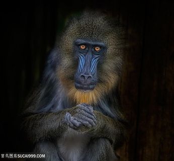唯美野生动物人猿图片