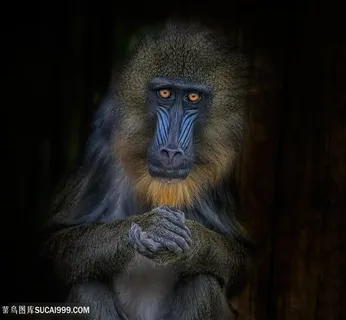 唯美野生动物人猿图片