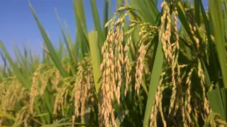 金黄丰收的水稻摄影图