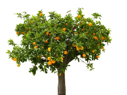 树木树枝树叶免扣素材