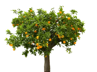 树木树枝树叶免扣素材