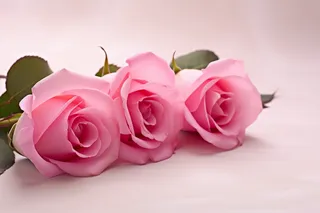 粉红玫瑰花浅粉背景摄影图