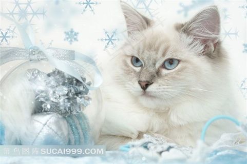 高清圣诞装饰和可爱小猫图片下载