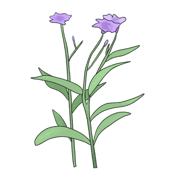 绿色植物花草