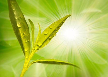 唯美树叶露珠特写图