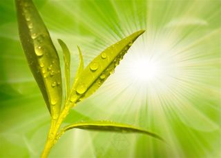 唯美树叶露珠特写图