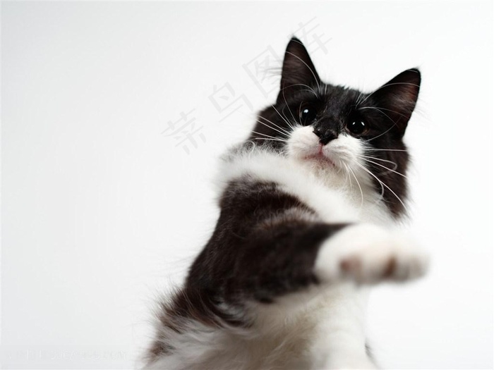 黑白萌猫咪图片