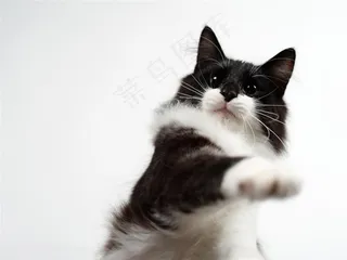 黑白萌猫咪图片