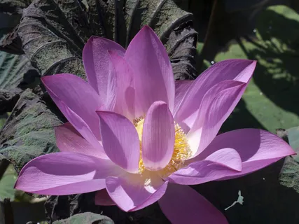 紫色莲花图片下载 紫色莲花图片下载