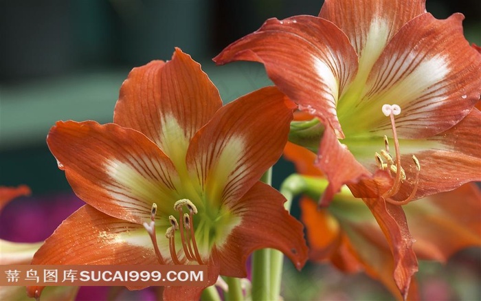 简约的百合花素材
