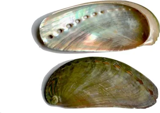 贻贝 PNG免抠(765x544)