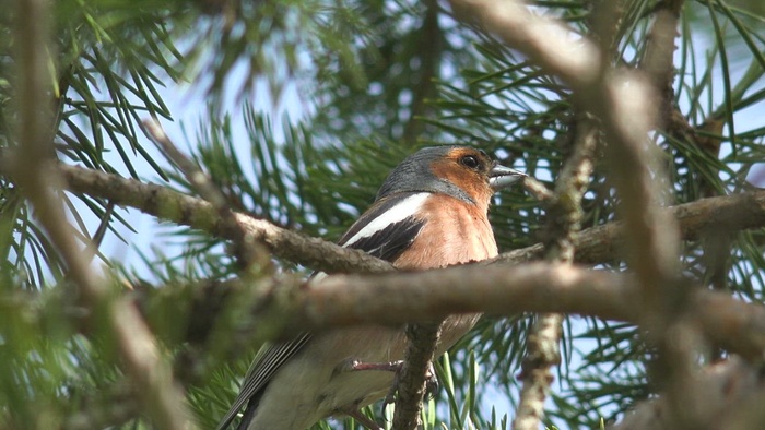 在树枝的小五颜六色的鸟