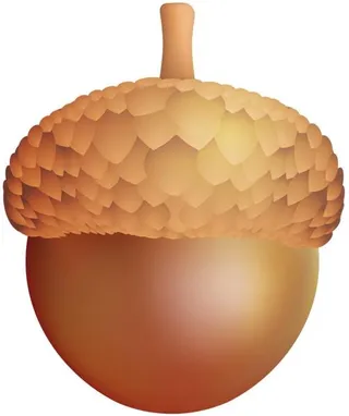 橡子 PNG 图像免抠