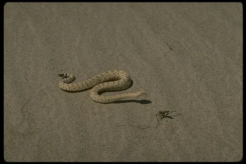 沙漠风光 99 沙漠风光 99