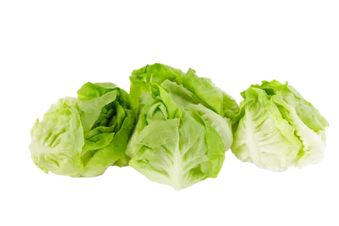 生菜 (6)超市商品白底图免抠实物摄影png格式图片透明底