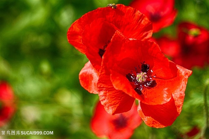 高清红色虞美人特写图片