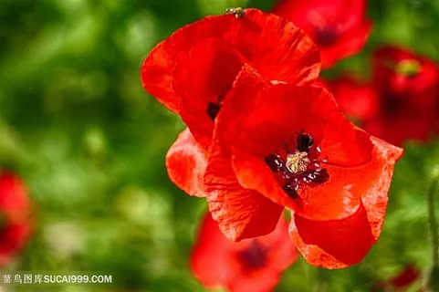 高清红色虞美人特写图片