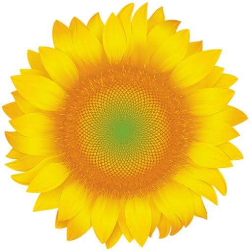 向日葵免抠(597x600)