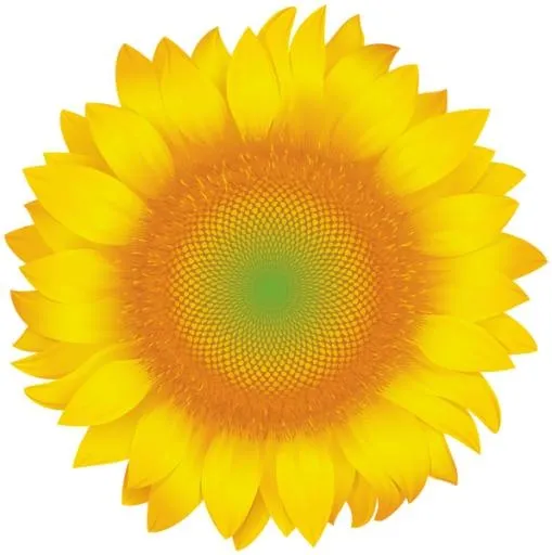 向日葵免抠(597x600)