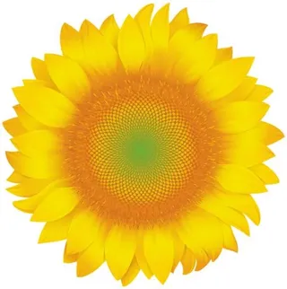 向日葵免抠