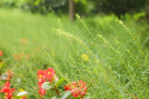 野生花草图片 野生花草图片