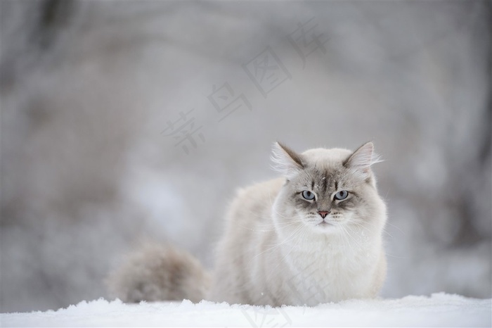 冬天雪地里的小猫大图