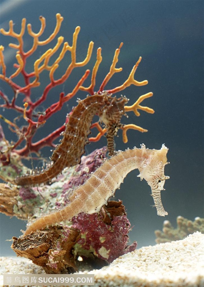 海洋生物-在海洋里两只海马缠绕在珊瑚群里