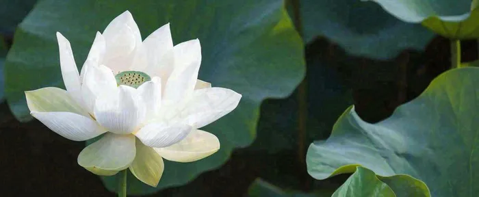 夏天白荷花荷花池，处暑小暑大暑夏至立夏摄影图(1712x704)