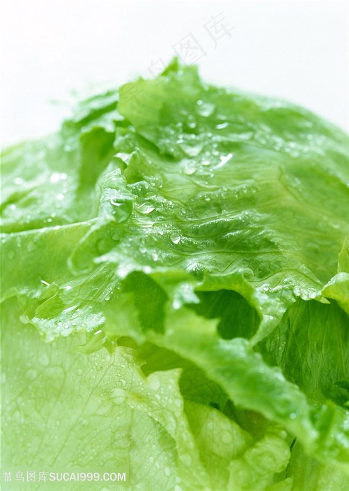 新鲜包菜生菜蔬菜高清素材