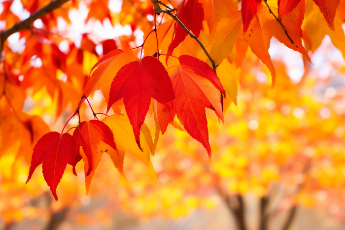 a bunch of red leaves hanging from a tree, a picture by Tadashi Nakayama, pexels, fine art, red orange and yellow leaves, red leaves, fall foliage (4032x2688)