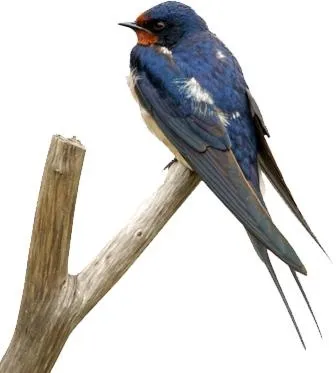 燕子 PNG免抠(336x373)