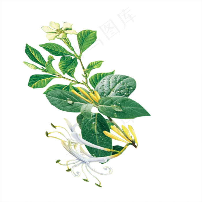 手绘草本中药药材