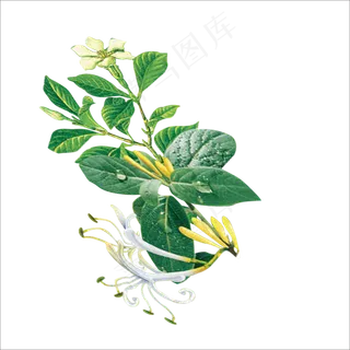 手绘草本中药药材