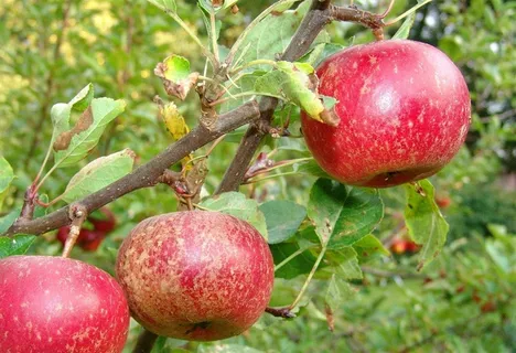 阳光下的红色苹果水果 阳光下的红色苹果水果