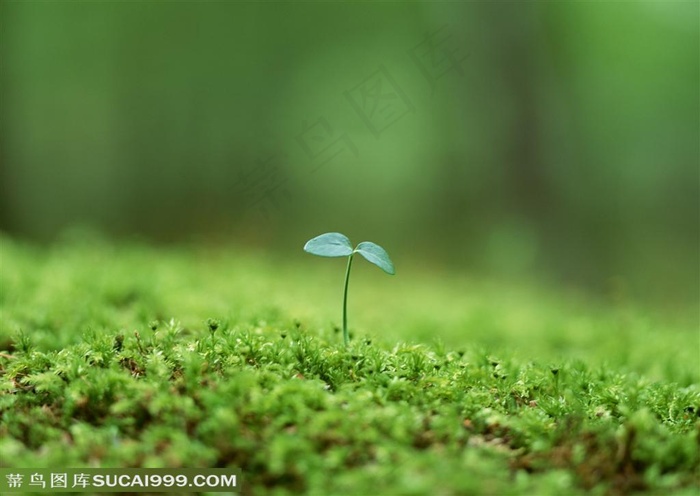 树林里的苔藓上长着豆苗