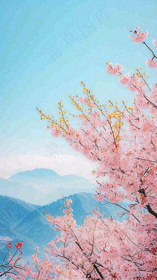 春天山河边蓝天粉色樱花花朵，惊蛰立春