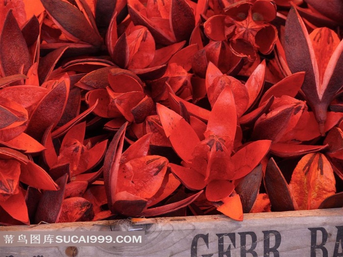 野百合花图片素材