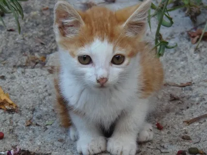 呆萌宠物小猫图片 呆萌宠物小猫图片