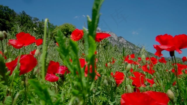场地, 花, 山, 跟踪射击, 自然, 天堂, 夏天, 春天