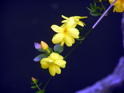 手绘 插画 插图 背景 底图 壁纸 元素 