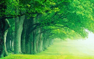 林荫大道树林风景图片