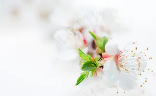 白色梅花图片下载