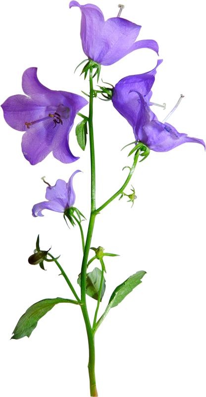 风铃草 PNG免抠(416x800)