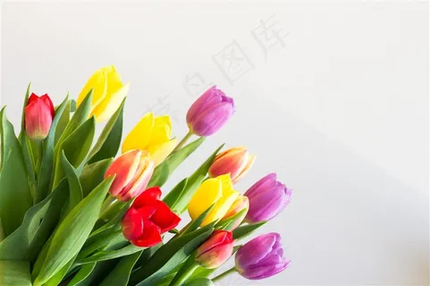 高清郁金香鲜花图片